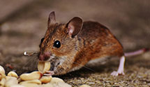 24 Hour & Emergency Exterminators in Mcconnelsville, OH